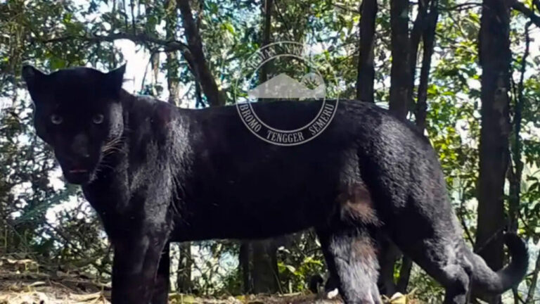 Macan Tutul Hitam Mendominasi Kawasan Timur dan Selatan Hutan TNBTS